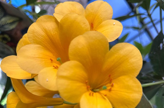 1/2 Day Puerto Vallarta Botanical Garden tour - The Route Narration: Film Locations and the Famous OXXO View