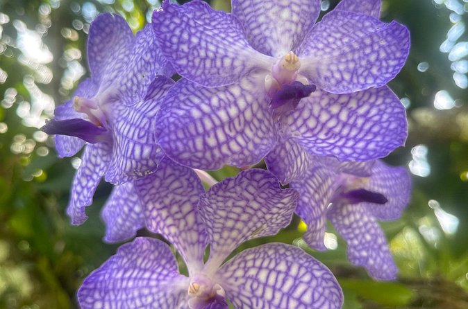 1/2 Day Puerto Vallarta Botanical Garden tour - Price and Value: What $49.50 Buys You