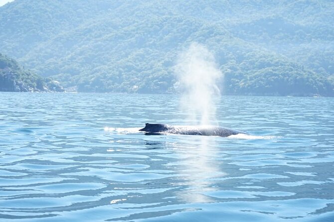 3 Hours of Whale Watching in Puerto Vallarta - Key Highlights at a Glance