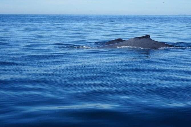 3 Hours of Whale Watching in Puerto Vallarta - Meeting at Los Peines (Isla Iguana): why location helps