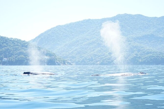 3 Hours of Whale Watching in Puerto Vallarta - The best kind of traveler for this whale watch