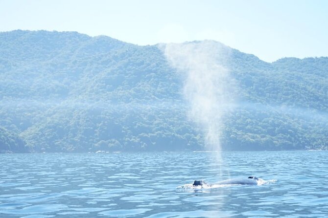 3 Hours of Whale Watching in Puerto Vallarta - How the 3-hour whale search actually works in Bay of Banderas