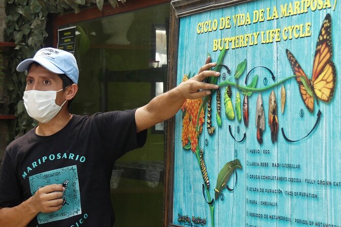 Butterfly Sanctuary & Museum Guided Tour in Puerto Vallarta - Key Takeaways Before You Go