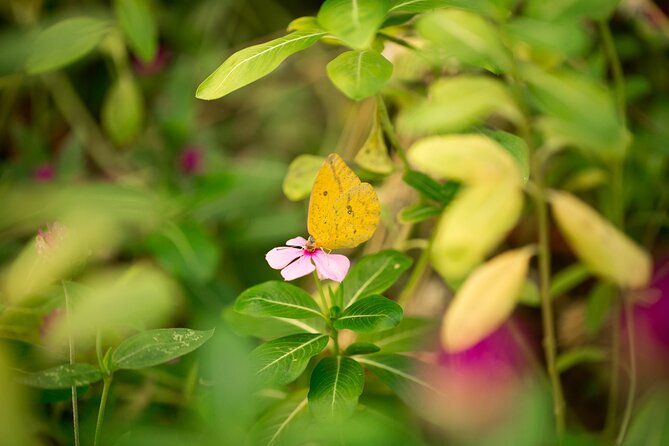 Butterfly Sanctuary & Museum Guided Tour in Puerto Vallarta - Mariposario Jardin Magico: Why This Butterfly Tour Works