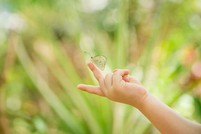 Butterfly Sanctuary & Museum Guided Tour in Puerto Vallarta - Getting There From Puerto Vallarta: Remote, Not Impossible