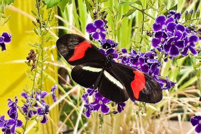Butterfly Sanctuary & Museum Guided Tour in Puerto Vallarta - Entering the Sanctuary at Mariposario Jardin Magico