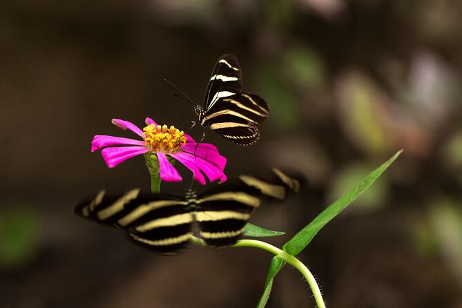 Butterfly Sanctuary & Museum Guided Tour in Puerto Vallarta - The Butterfly Heritage Museum: What the Indoor Time Adds