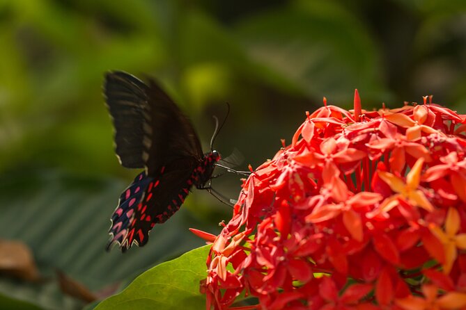 Butterfly Sanctuary & Museum Guided Tour in Puerto Vallarta - The Life-Cycle Lesson You Can See, Not Just Hear