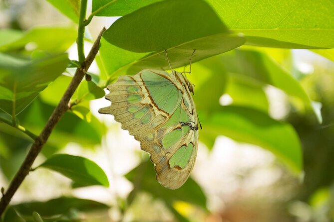 Butterfly Sanctuary & Museum Guided Tour in Puerto Vallarta - Helping With a Three-Hour-Old Butterfly Release