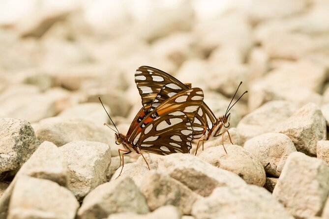 Butterfly Sanctuary & Museum Guided Tour in Puerto Vallarta - Photos and Quiet Moments: Where to Look, Where to Pause