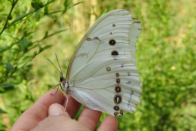 Butterfly Sanctuary & Museum Guided Tour in Puerto Vallarta - The 1-Hour Format: How the Tour Feels in Real Time