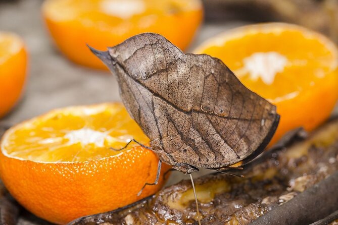 Butterfly Sanctuary, Museum & Lunch with Transport - Key things to know before you go