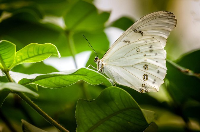Butterfly Sanctuary, Museum & Lunch with Transport - Traditional Mexican lunch: a calm reset after the wings