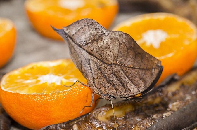 Butterfly Sanctuary, Museum & Lunch with Transport - What it feels like on-site: relaxed, educational, and visually easy