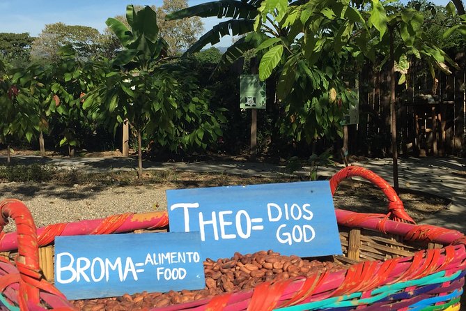 Chocolate Tour in Vallarta - Key things that make this cacao tour worth your time