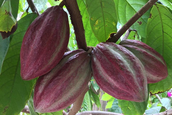 Chocolate Tour in Vallarta - Planeta Cacao near Puerto Vallarta: a small rural cacao garden