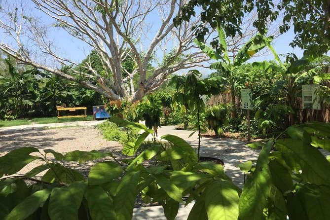 Chocolate Tour in Vallarta - Should you book Planeta Cacao for your Puerto Vallarta trip?