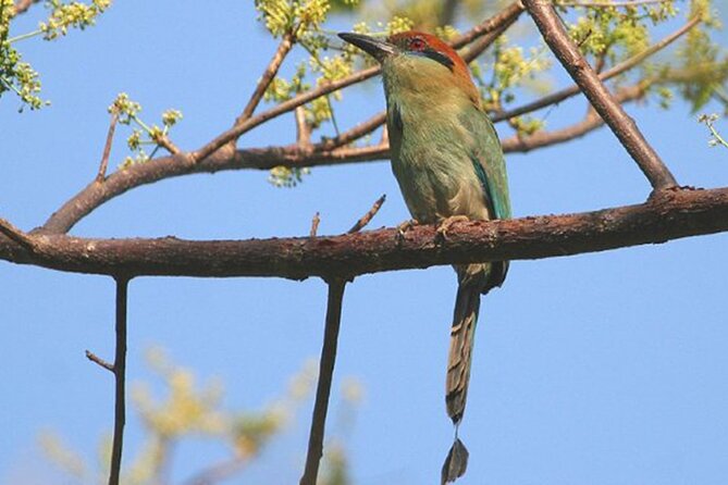 Desembocada and Ameca River Bird Paradise (Wetland and Tropical birds in PV) - Key things that make this birding tour worth your morning