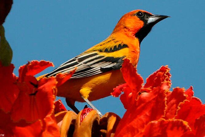 Desembocada and Ameca River Bird Paradise (Wetland and Tropical birds in PV) - Where Desembocada and the Ameca River actually pay off