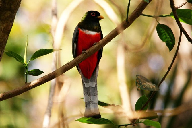 Desembocada and Ameca River Bird Paradise (Wetland and Tropical birds in PV) - Scopes, calls, and the end-of-day checklist ritual