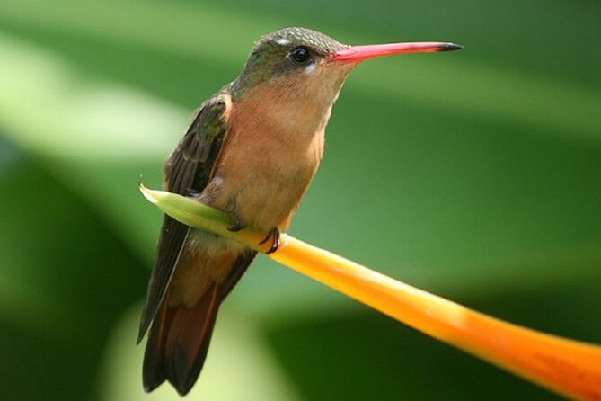 Desembocada and Ameca River Bird Paradise (Wetland and Tropical birds in PV) - Comfort details that make a 7-hour bird walk actually work