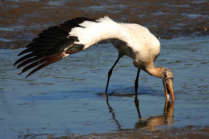 Desembocada and Ameca River Bird Paradise (Wetland and Tropical birds in PV) - What you can realistically hope to see (and how to think about it)