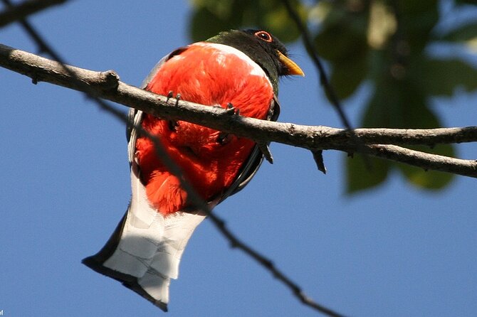 Desembocada and Ameca River Bird Paradise (Wetland and Tropical birds in PV) - Who this Puerto Vallarta birding tour fits best