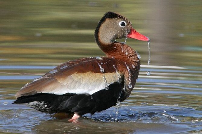 Desembocada and Ameca River Bird Paradise (Wetland and Tropical birds in PV) - The 6:45am plan: pick-up, transport, and how the day moves