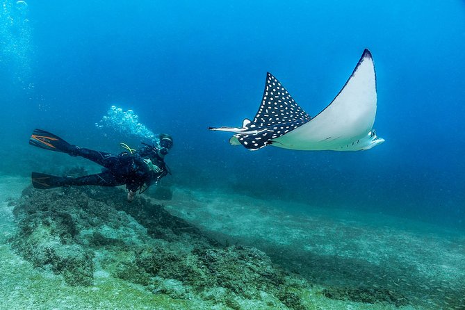 Discover Scuba experience at Las Caletas, Puerto Vallarta - Key things I’d zero in on before booking