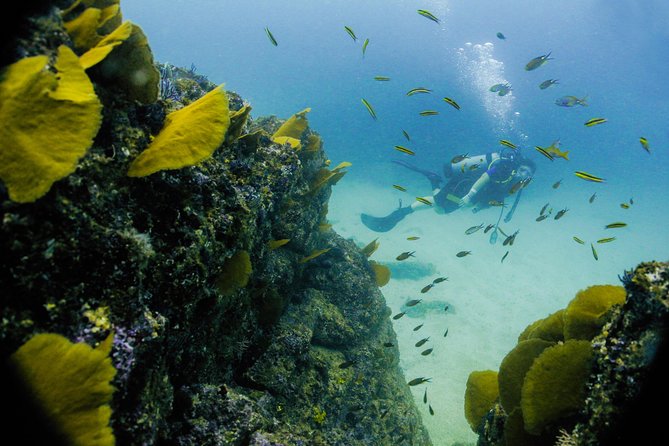 Discover Scuba experience at Las Caletas, Puerto Vallarta - Who Should Book This (And Who Should Probably Choose Something Else)
