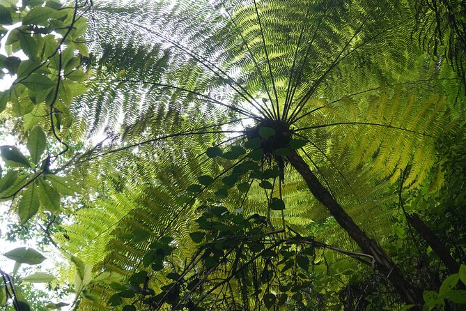 El Nogalito Mountain River- Hiking Tour - What’s Included on Day 1: Food, Water, and Being Set Up to Enjoy It