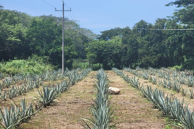 Finca 18 Puerto Vallarta Tequila Tour + Chocolate Pairing - Should you book Finca 18 tequila tour + chocolate pairing?