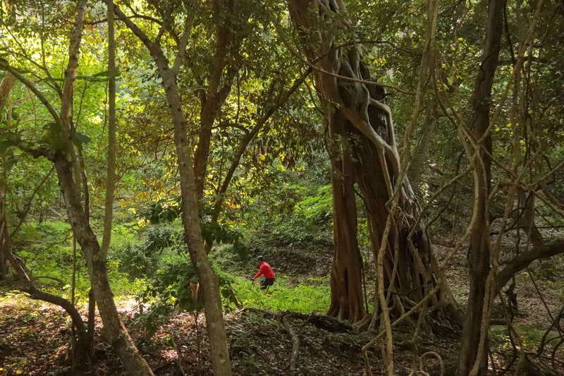 From Puerto Vallarta: Jungle Mountain Bike Tour - Should you book this Jungle Mountain Bike Tour from Puerto Vallarta?