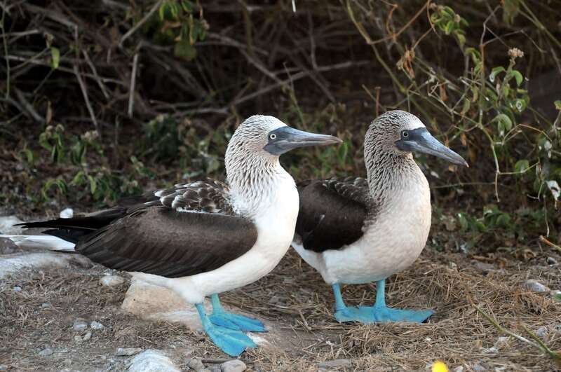 From Puerto Vallarta: Marieta Islands Snorkeling Trip - Who should book, and who should skip this one