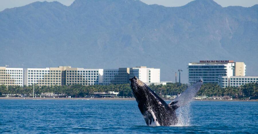 From Puerto Vallarta/Nuevo Vallarta: Whale Watching Cruise - Key highlights