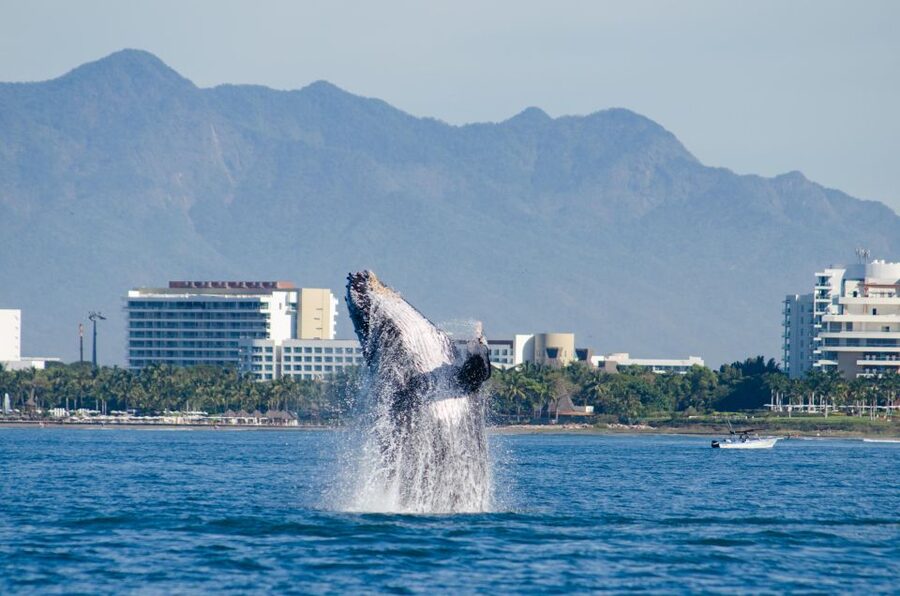 From Puerto Vallarta/Nuevo Vallarta: Whale Watching Cruise - A Modern Catamaran Cruise Where Whale Science Meets Real-Time Sightings