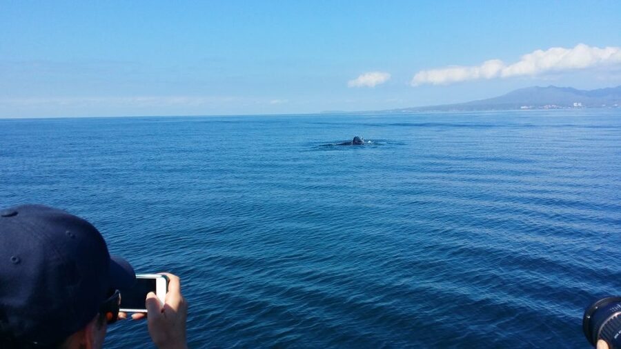 From Puerto Vallarta/Nuevo Vallarta: Whale Watching Cruise - The 4-Hour Plan: Breakfast, Lunch, and Whale Watching Without Dead Time