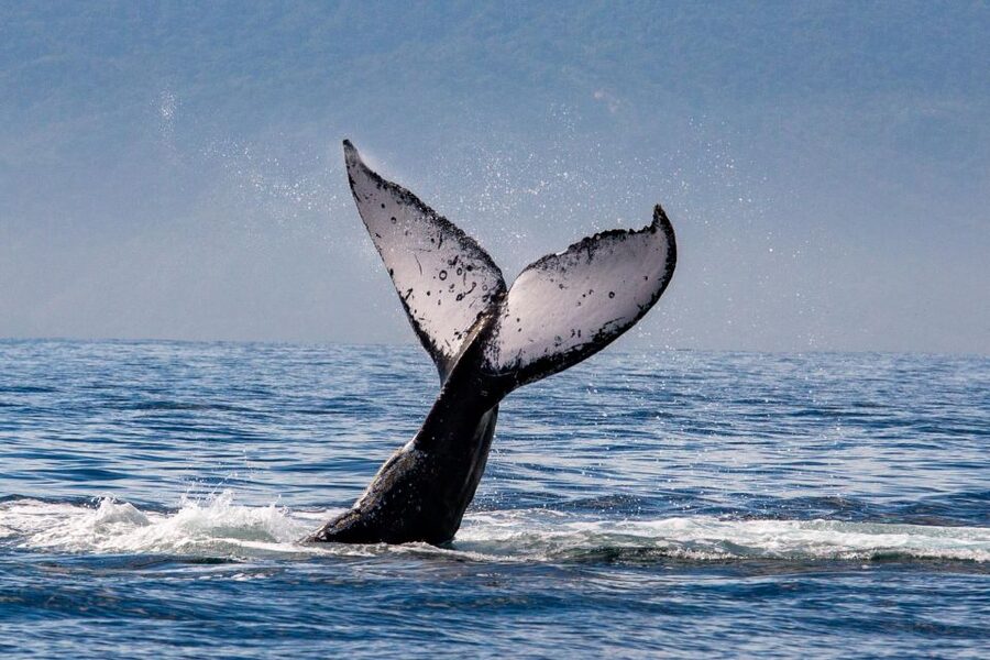 From Puerto Vallarta/Nuevo Vallarta: Whale Watching Cruise - Food and the International Bar: Included Comfort, Not an Afterthought
