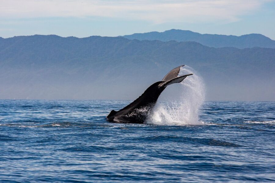 From Puerto Vallarta/Nuevo Vallarta: Whale Watching Cruise - Price and Value: Is $103 Worth It?
