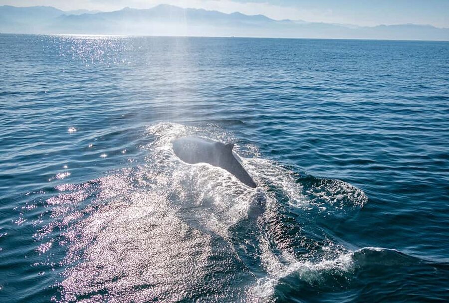 From Puerto Vallarta/Nuevo Vallarta: Whale Watching Cruise - What to Bring (and What Not to Bring) for a Smooth Cruise