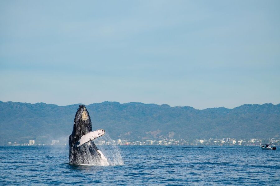 From Puerto Vallarta/Nuevo Vallarta: Whale Watching Cruise - Who This Whale Watching Tour Fits Best in Jalisco