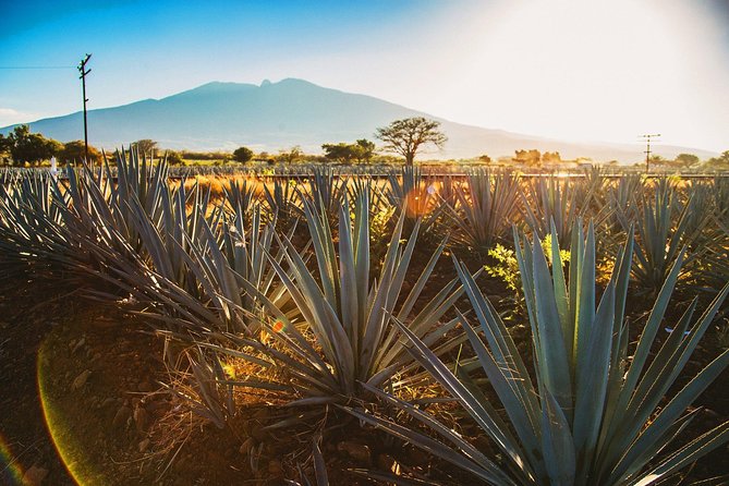 Full-Day Tequila, Jalisco from Puerto Vallarta with Tequila Experience - Stop 1 in Tequila: iconic places plus a local walking tour