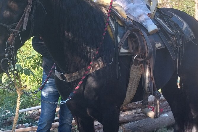 Fun Horseback Tour in Mismaloya - El Eden: the included break, swim time, and optional zip line