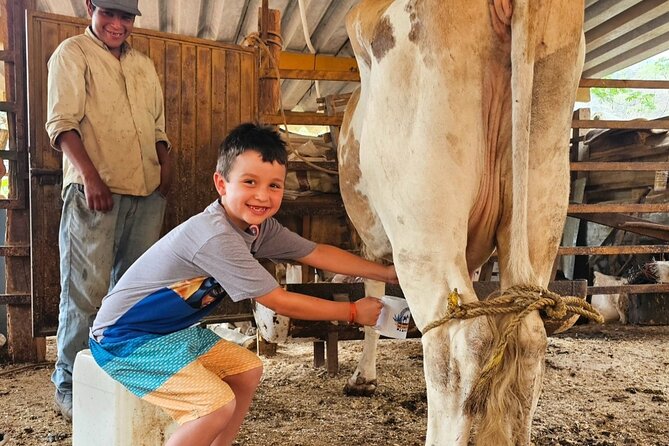 Hands-on Mexican Farm Experience: from Cow to Cheese - Meet the Cows: Milking and Tasting Fresh Milk