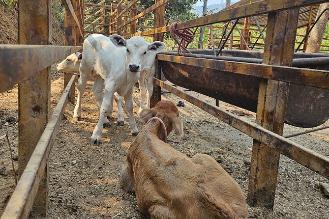 Hands-on Mexican Farm Experience: from Cow to Cheese - Horse Test Ride: A Gentle Break Between Farm Tasks