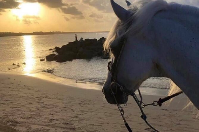 Horseback Riding in Sayulita Through Jungle Trails to the Beach - Price and value: is $75 for 2 hours fair?