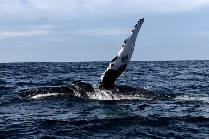 Humpback Whale Watching • Private Tour • Punta Mita - Key Highlights You’ll Feel Right Away