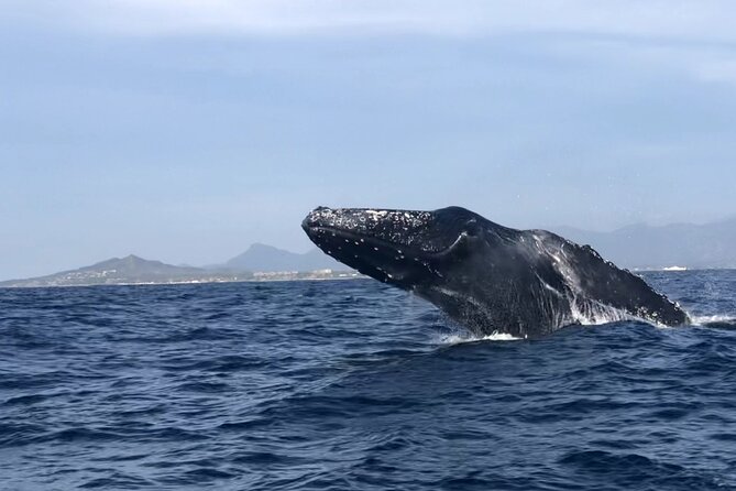 Humpback Whale Watching • Private Tour • Punta Mita - Punta Mita Pier to Private Boat: The Setup That Keeps It Low-Stress