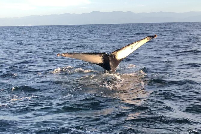 Humpback Whale Watching • Private Tour • Punta Mita - What It’s Like on Board: A Short Trip With Purpose
