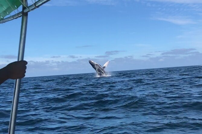 Humpback Whale Watching • Private Tour • Punta Mita - Punta de Mita Views and the Return Ride With Marine Life Possibilities